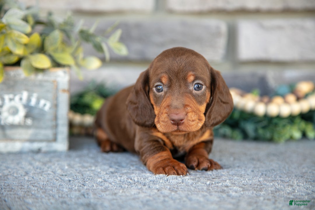 Miniature Dachshund dogs for sale: Toby - Ad 3