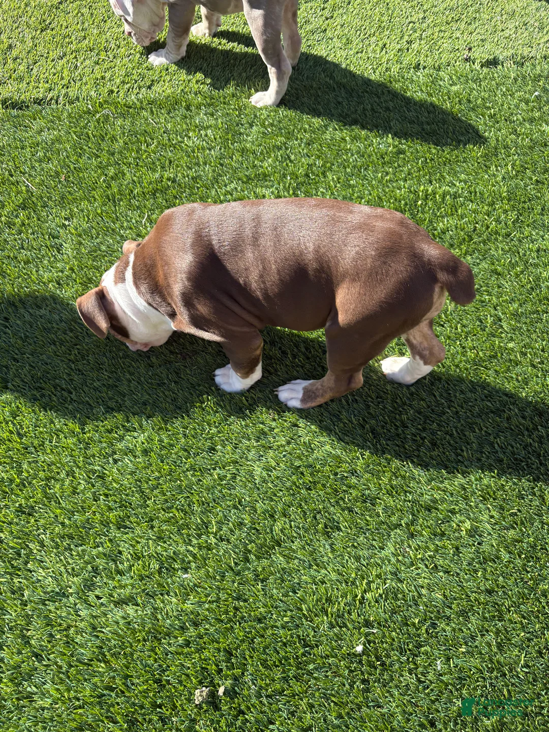 Olde English Bulldogge dogs for sale: Olde English Bulldogge Puppy 4 - Ad 5