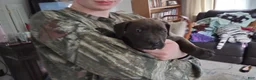 American Bully dogs for sale: Kennedy Blades - Ad 3