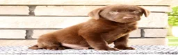 Labrador Retriever dogs for sale: Oscar - Ad 3