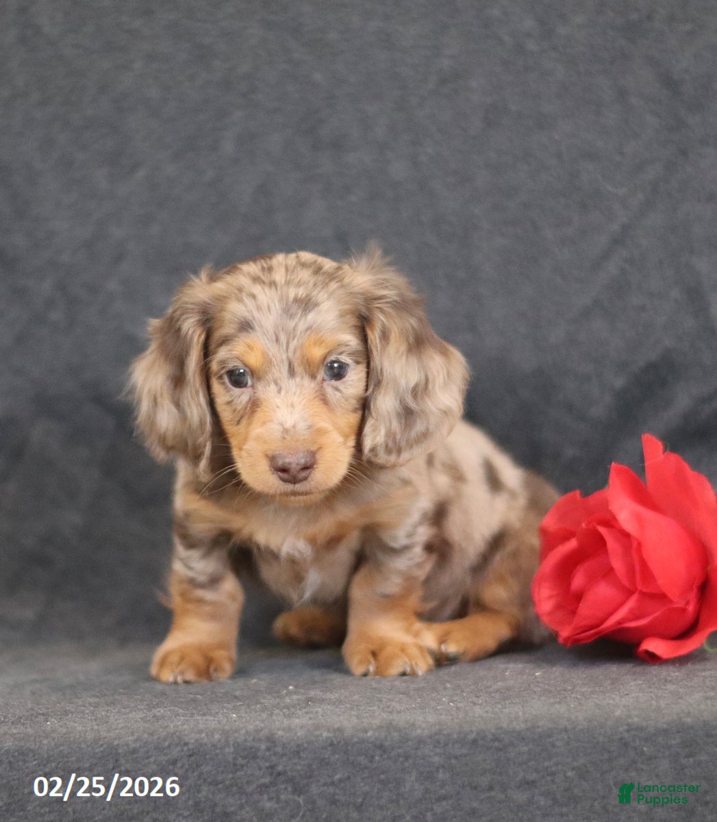 Miniature Dachshund dogs Murphy - Ad 2