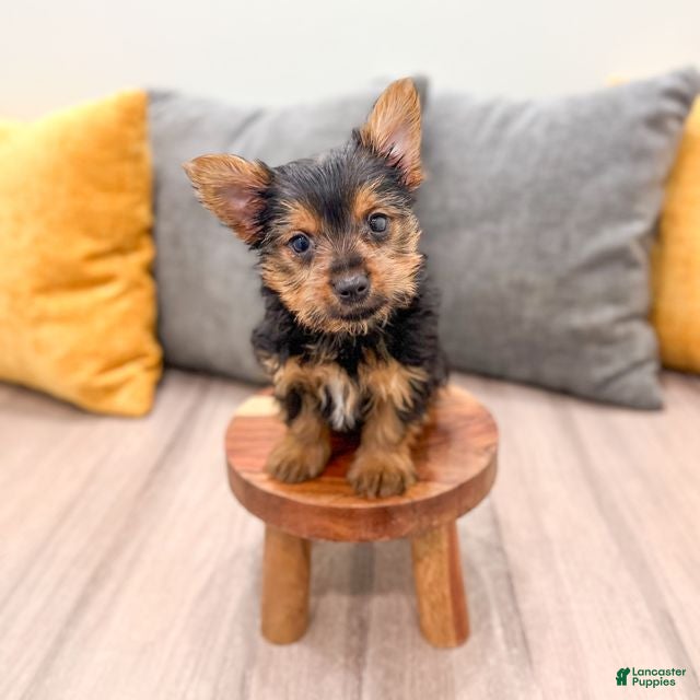 Yorkshire Terrier dogs Jackie - Ad 1