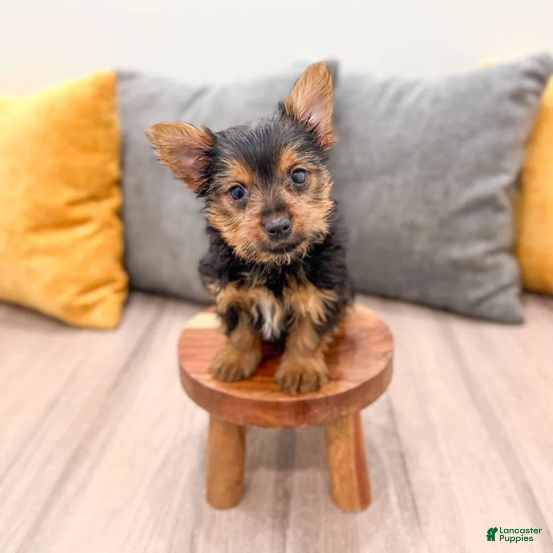 Yorkshire Terrier dogs for sale: Jackie - Ad 1