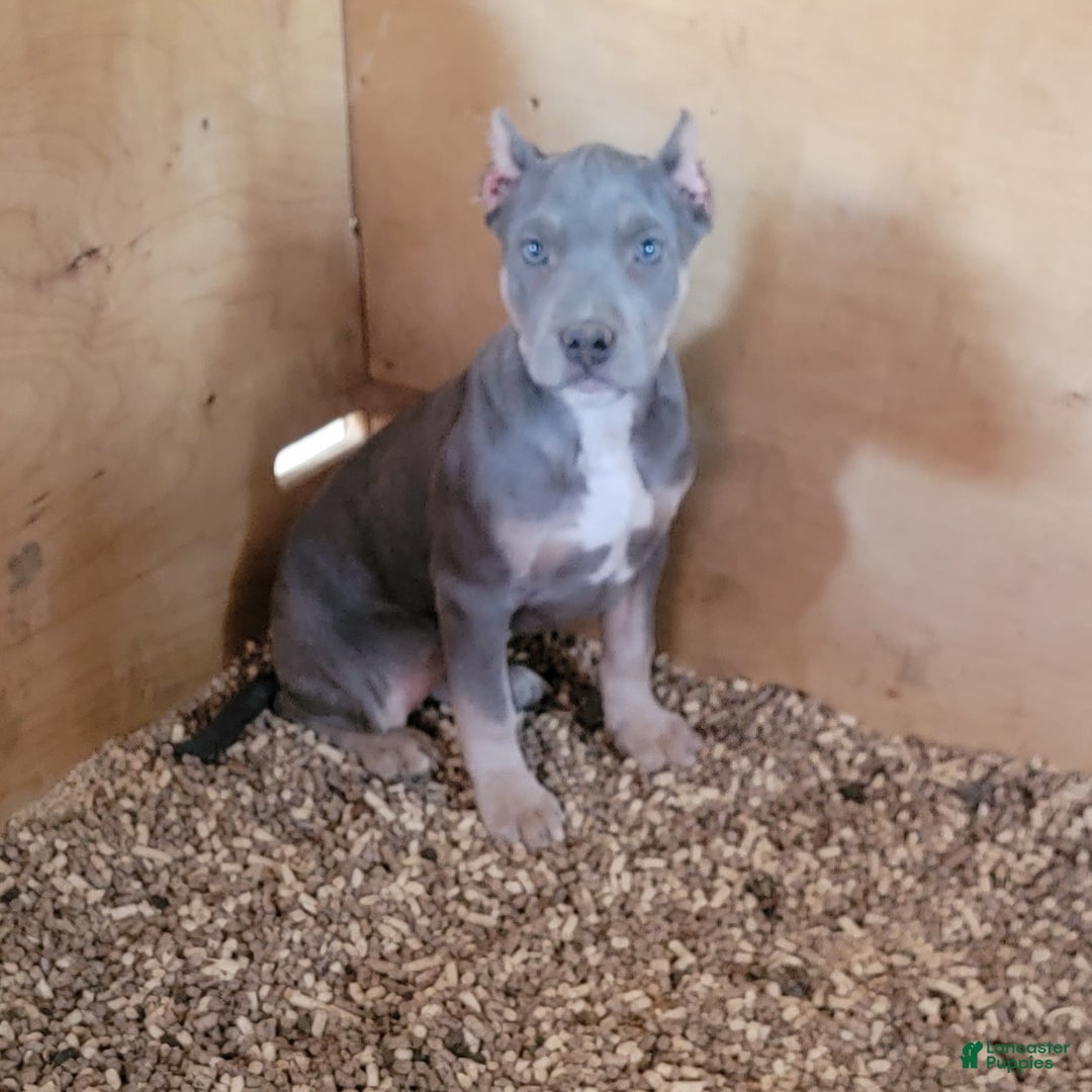 American Bully dogs for sale: American Bully Puppy 2 - Ad 1