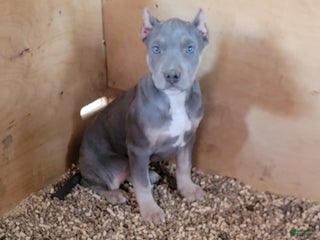 American Bully dogs American Bully Puppy 2 - Ad 7