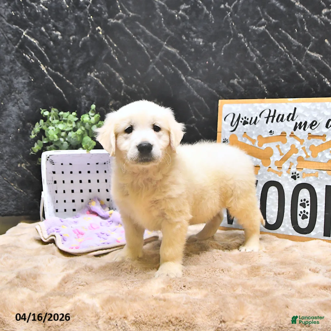Golden Retriever dogs for sale: Mason - Ad 2