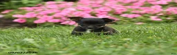 Chihuahua dogs for sale: Lady McZoomie - Ad 3