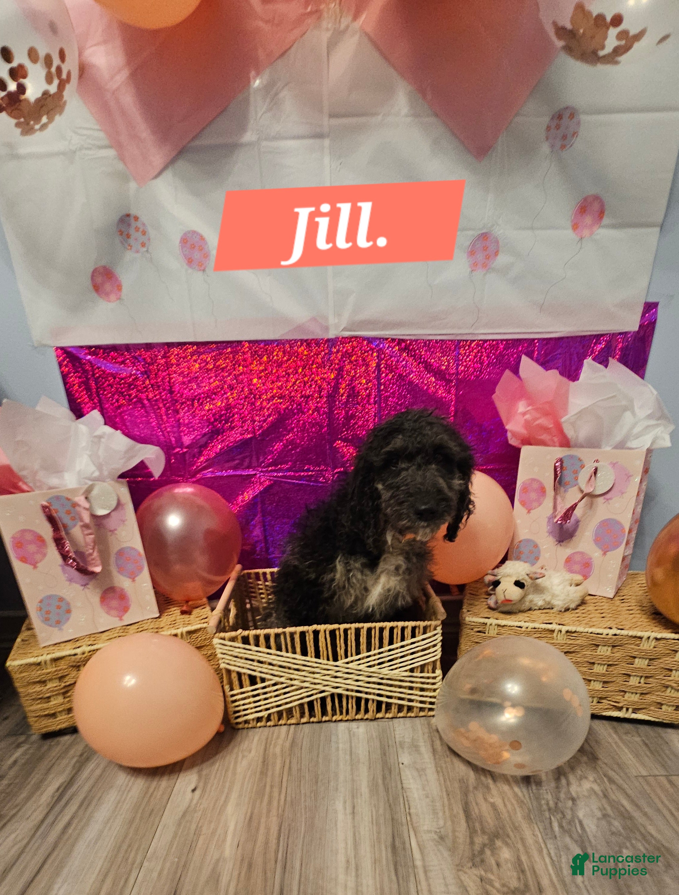 Mixed Breed dogs for sale: Jill. - Ad 2