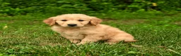 Golden Retriever dogs for sale: Nila - Ad 2