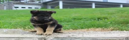 German Shepherd dogs for sale: Eddy  - Ad 5