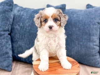 Cavapoo dogs Twinkie - Ad 41