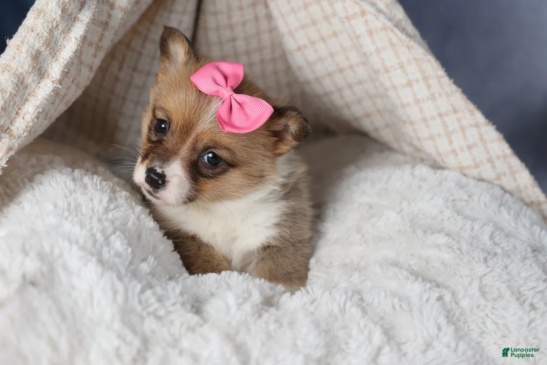 Welsh Corgi Pembroke dogs for sale: TWILIGHT - Ad 8