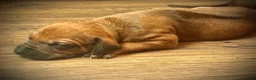 Rhodesian Ridgeback dogs for sale: Rhodesian Ridgeback Puppy 4 - Ad 11
