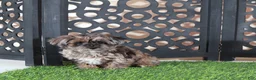 Yorkiepoo dogs for sale: Ember Gorgeous Female Merle Yorkiepoo Puppy - Ad 5