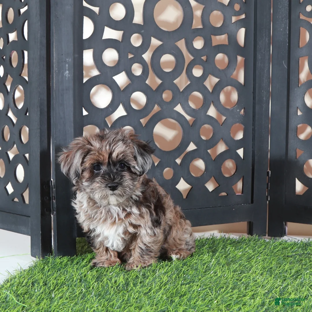 Yorkiepoo dogs for sale: Ember Gorgeous Female Merle Yorkiepoo Puppy - Ad 5