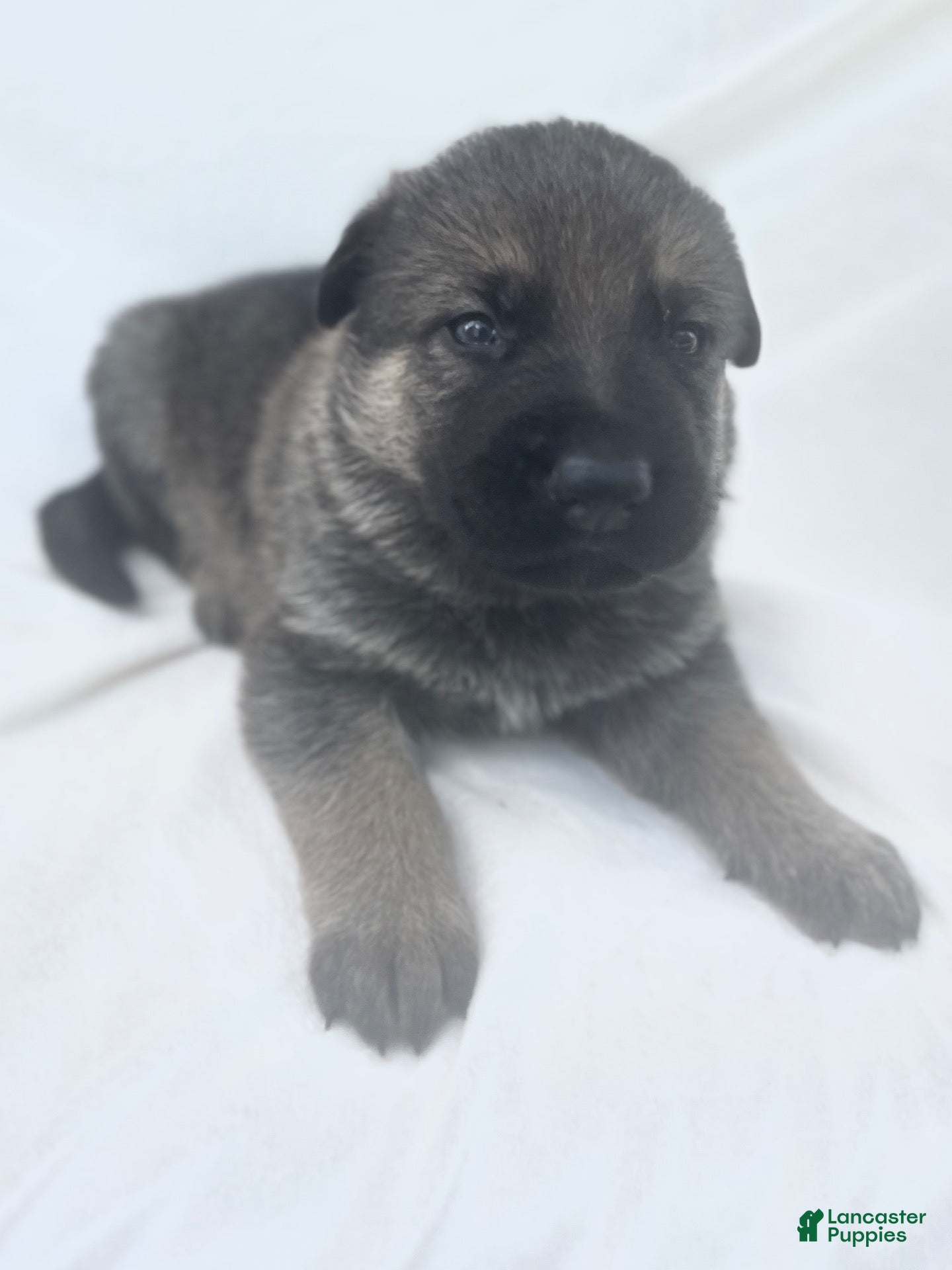 German Shepherd dogs Willow - Ad 1