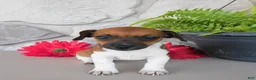 Jack Russell Terrier dogs for sale: Patty - Ad 4