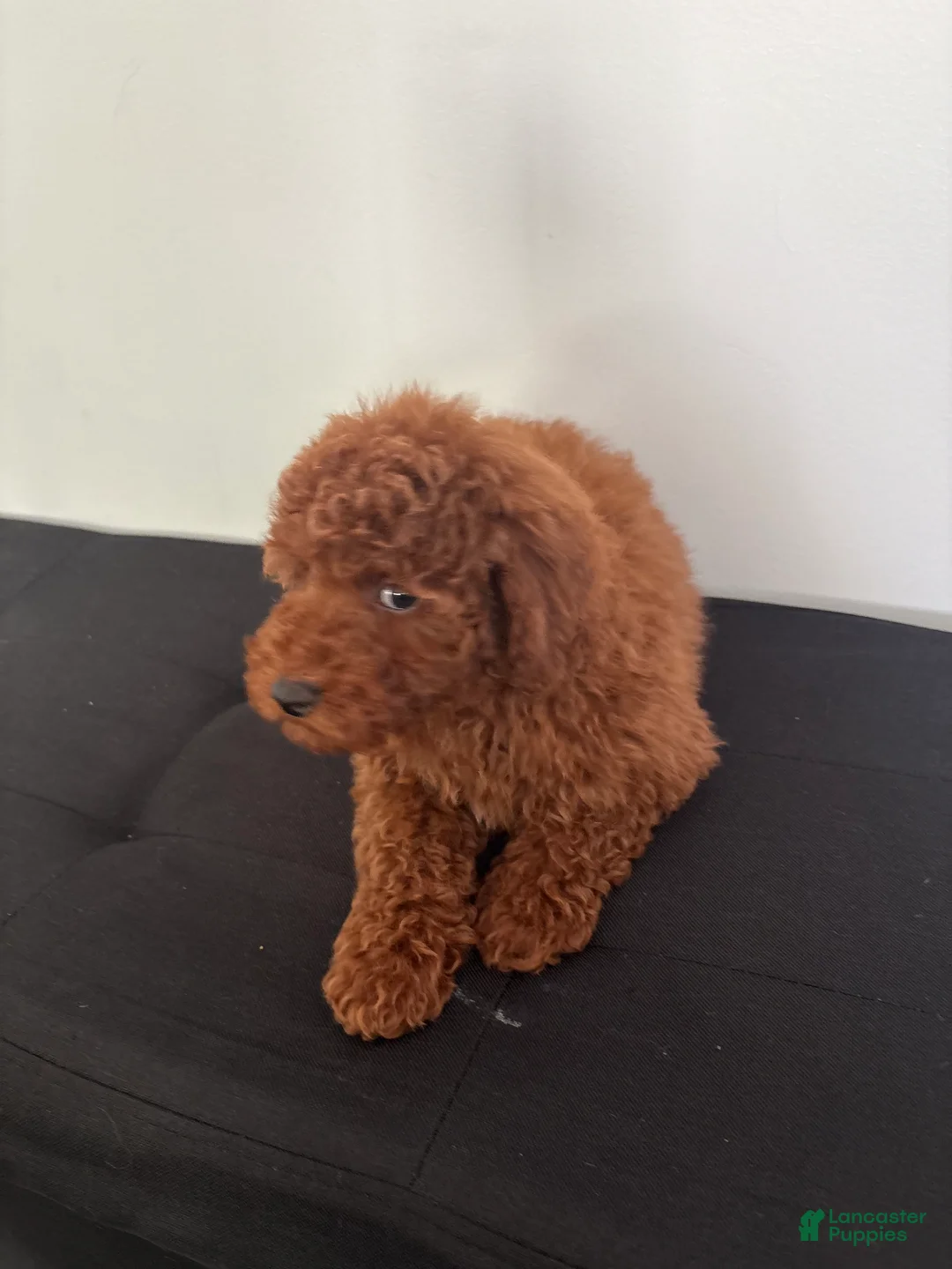 Miniature Poodle dogs for sale: Herbie  - Ad 7