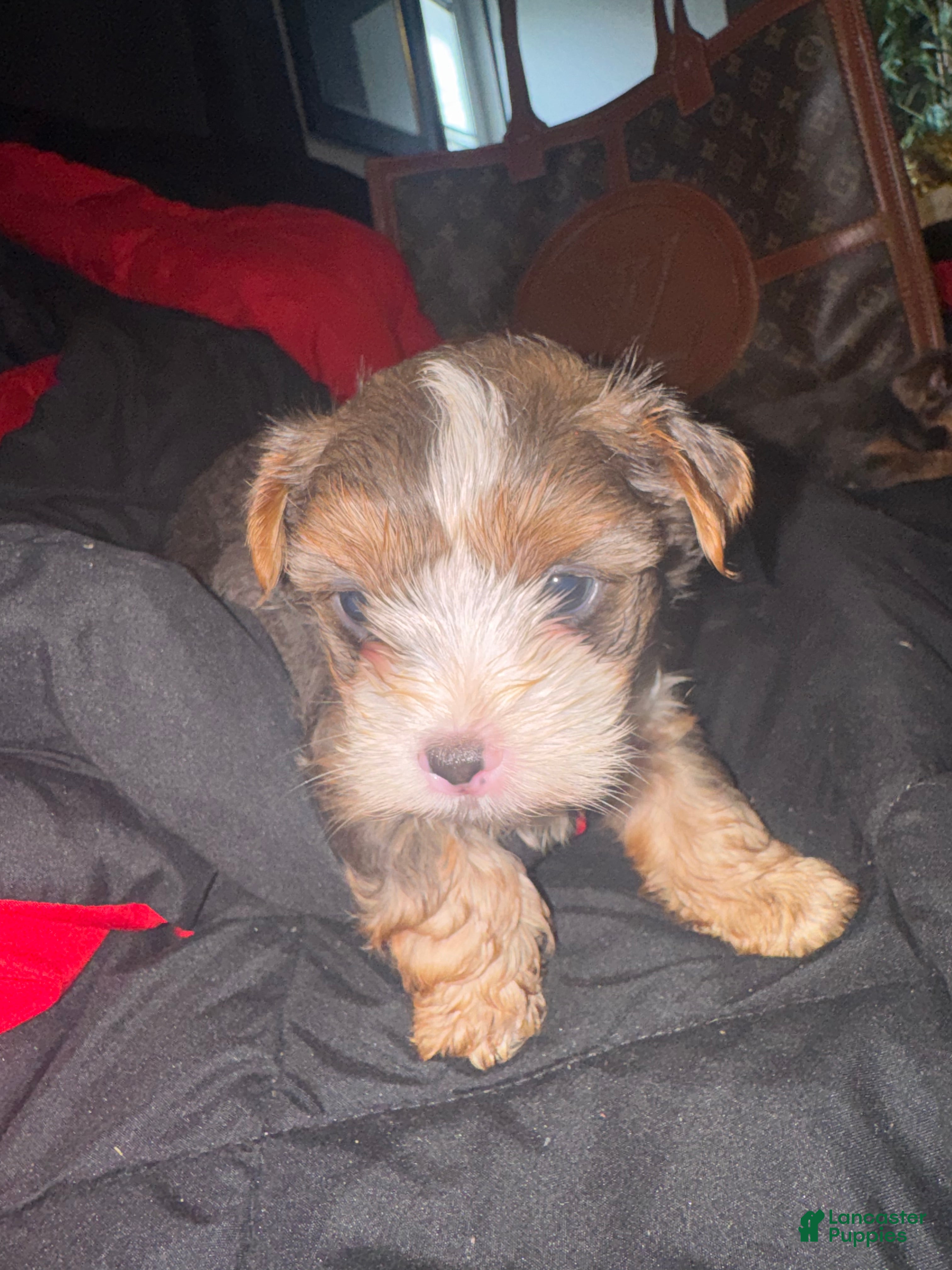Yorkiepoo dogs Yorkiepoo 2 - Ad 11