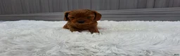 Cavapoo dogs for sale: Nyx - Ad 6