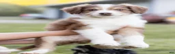 Aussiedoodle dogs for sale: Judy - Ad 1