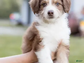 Aussiedoodle dogs for sale: Judy - Ad 2