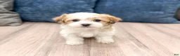 Havanese dogs for sale: Dewey - Ad 1