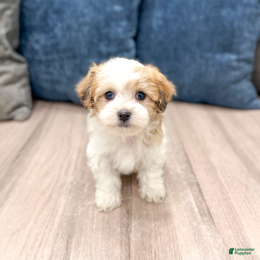Havanese dogs for sale: Dewey - Ad 1