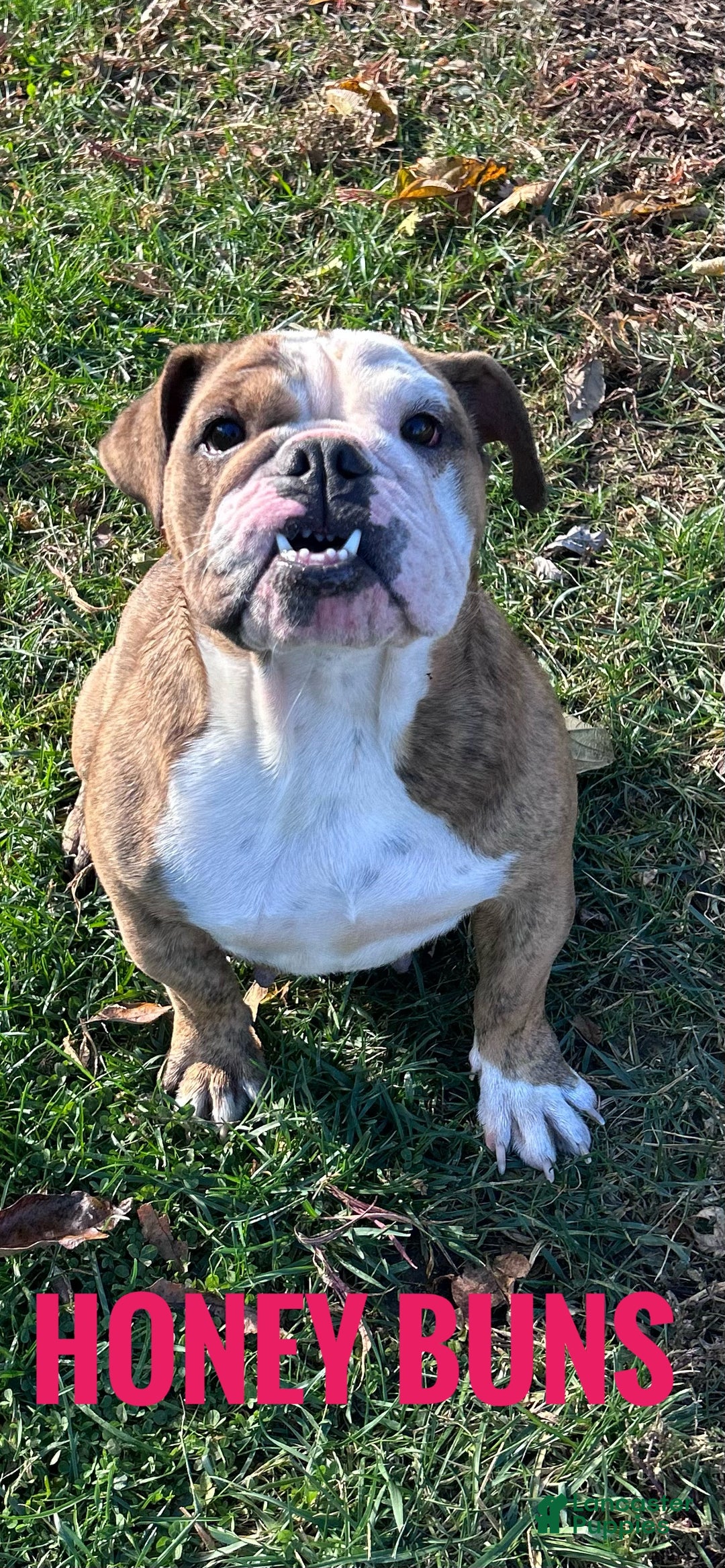 English Bulldog dogs for sale: LEO - Ad 17