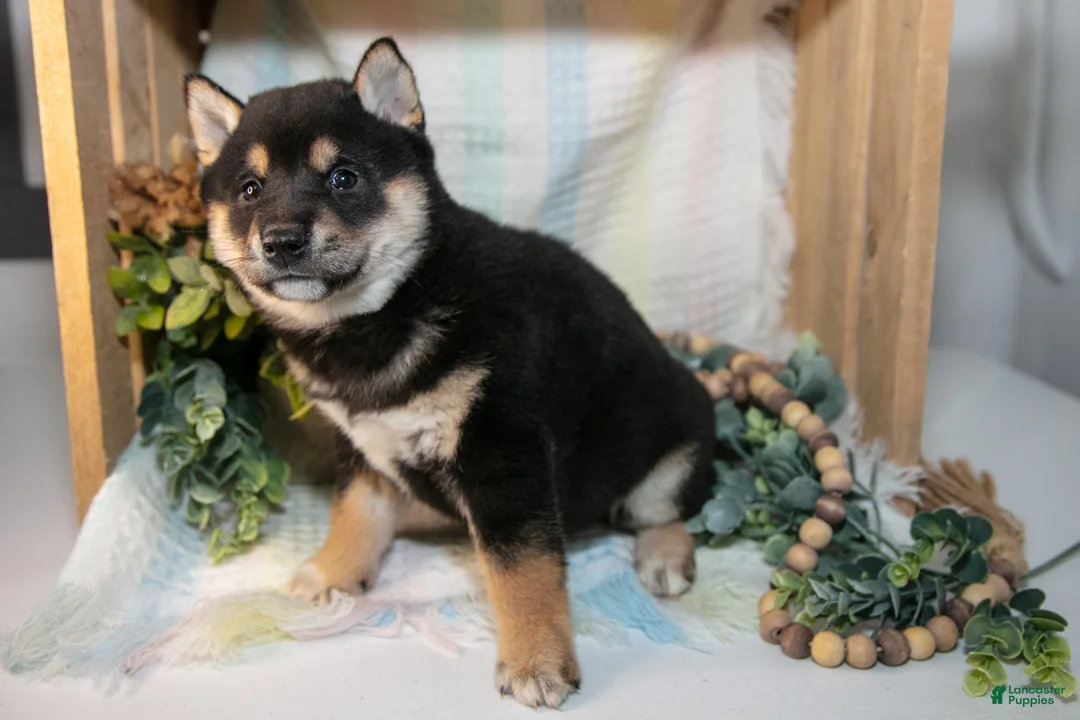 Shiba Inu dogs for sale: Foster - Ad 3