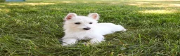West Highland Terrier dogs for sale: Quincey  - Ad 4