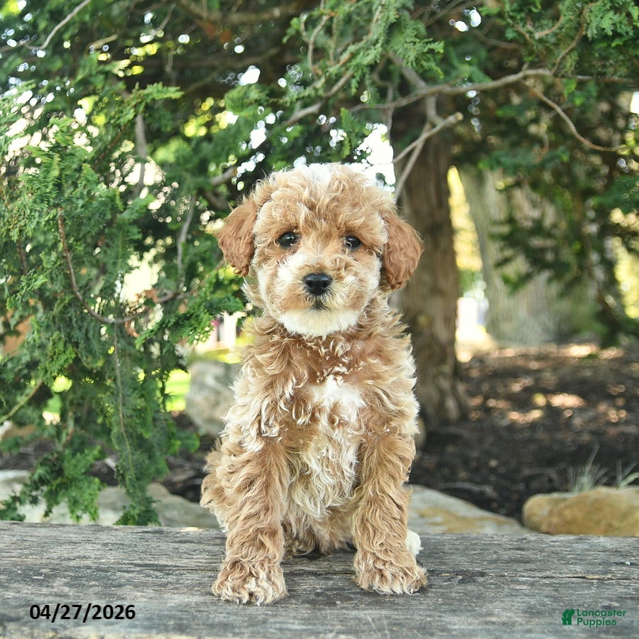 Goldendoodle dogs Max - Ad 2