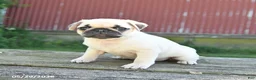 Pug dogs for sale: Lucy - Ad 5