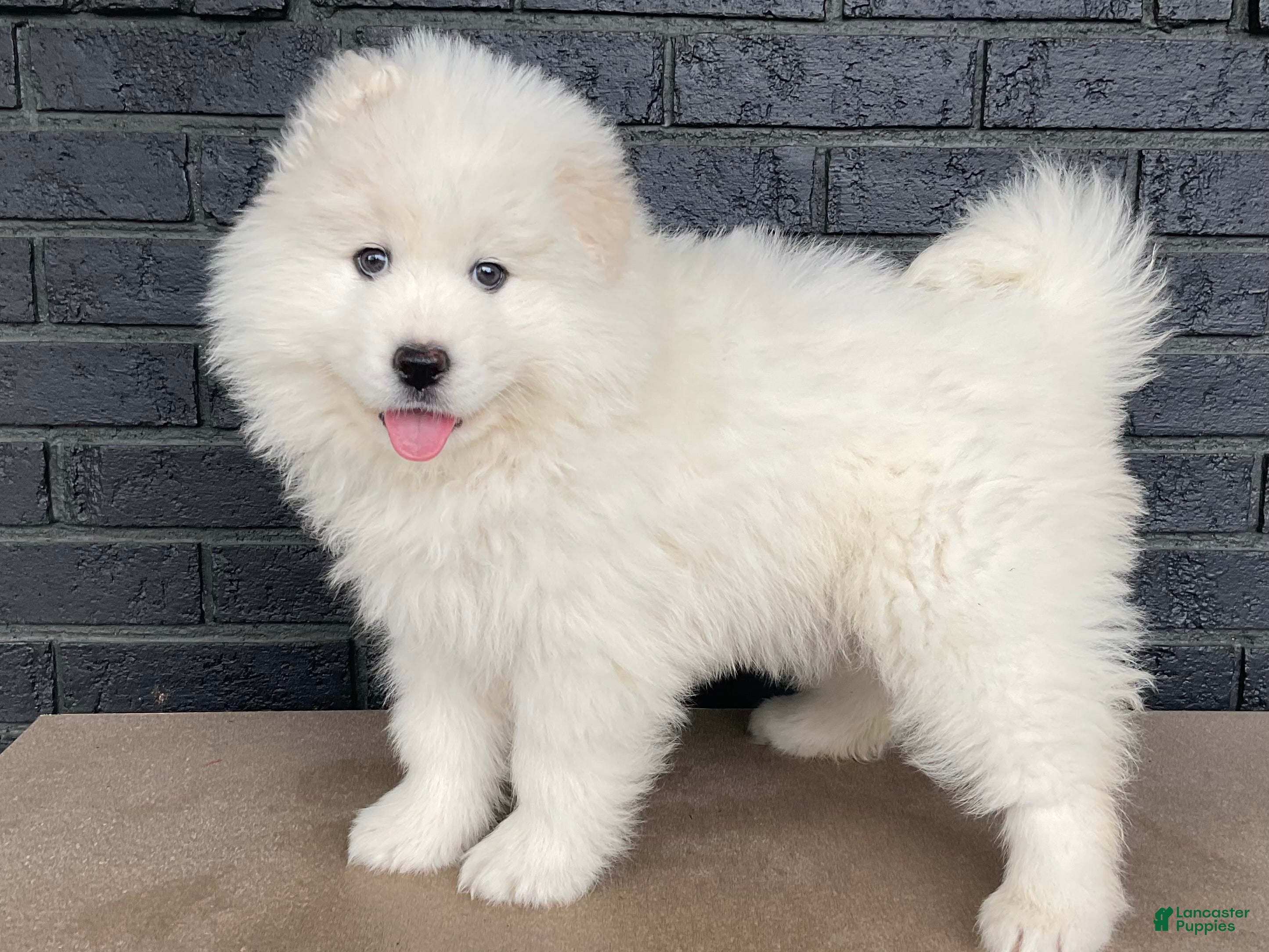 Samoyed dogs Carla - Ad 1