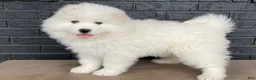 Samoyed dogs for sale: Carla - Ad 1