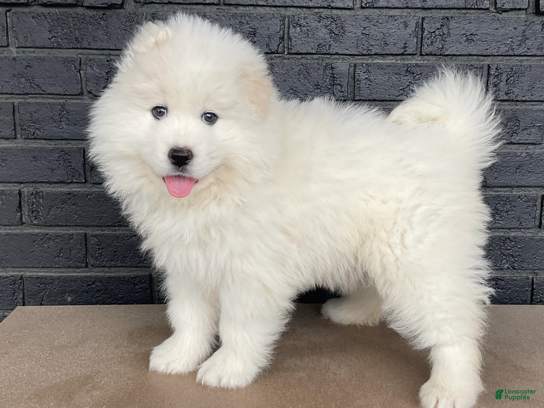 Samoyed dogs for sale: Carla - Ad 1