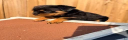 Rottweiler dogs for sale: Rottweiler 6 - Ad 4