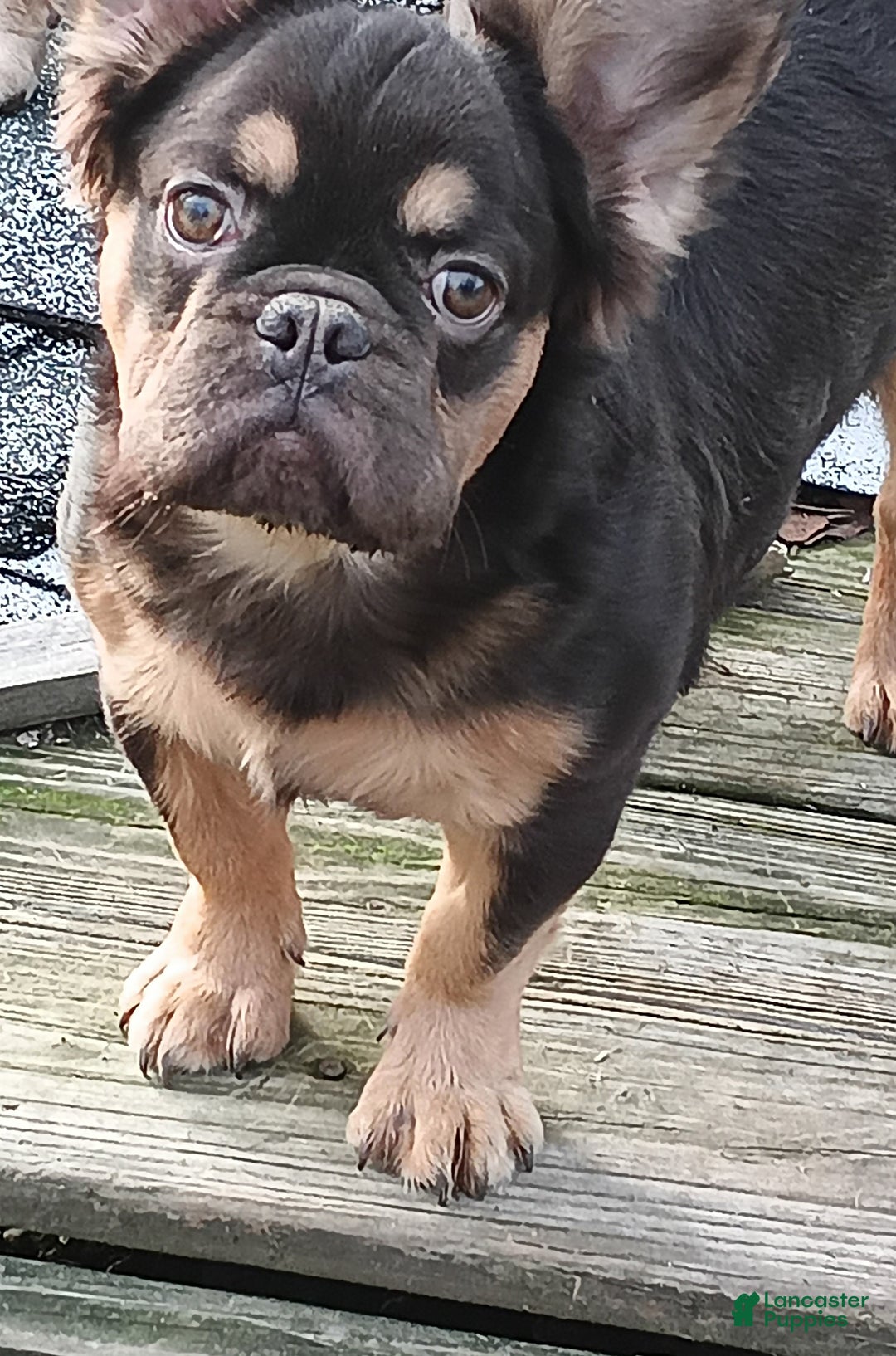 French Bulldog dogs for sale: Rootbeer - Ad 3