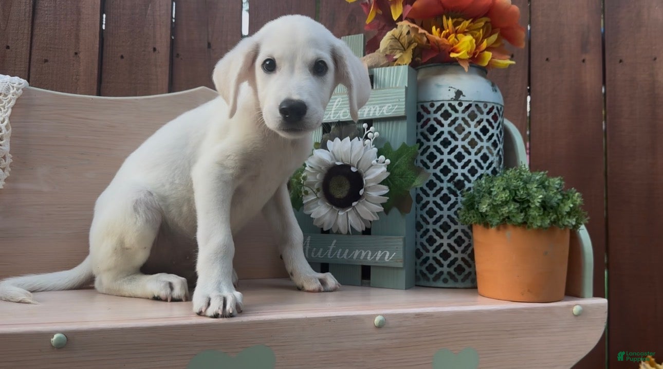 Labrador Retriever dogs Labrador Retriever 2 - Ad 11
