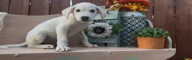 Labrador Retriever 2