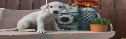 Labrador Retriever dogs for sale: Labrador Retriever 2 - Ad 1