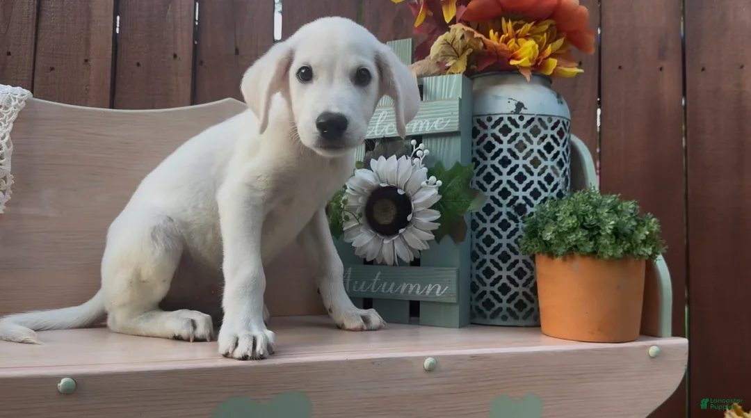 Labrador Retriever dogs for sale: Labrador Retriever 2 - Ad 1