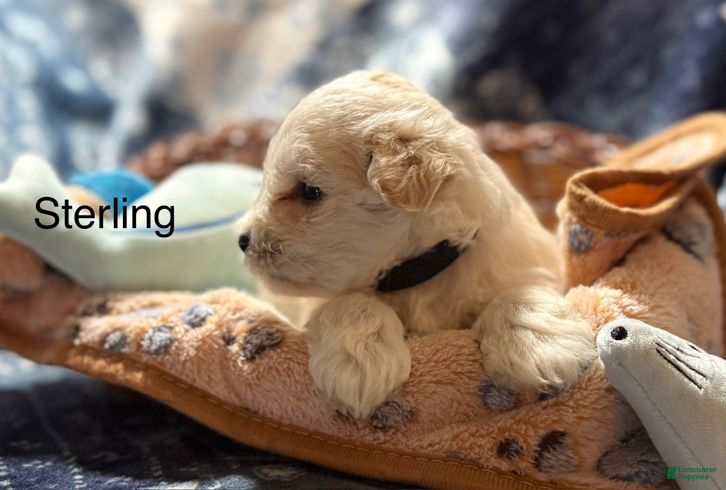 Miniature Schnauzer dogs for sale: Sterling  - Ad 3