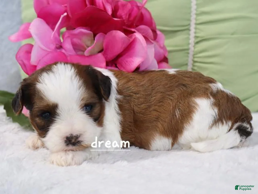 Mixed Breed dogs for sale: Cadence - Ad 5