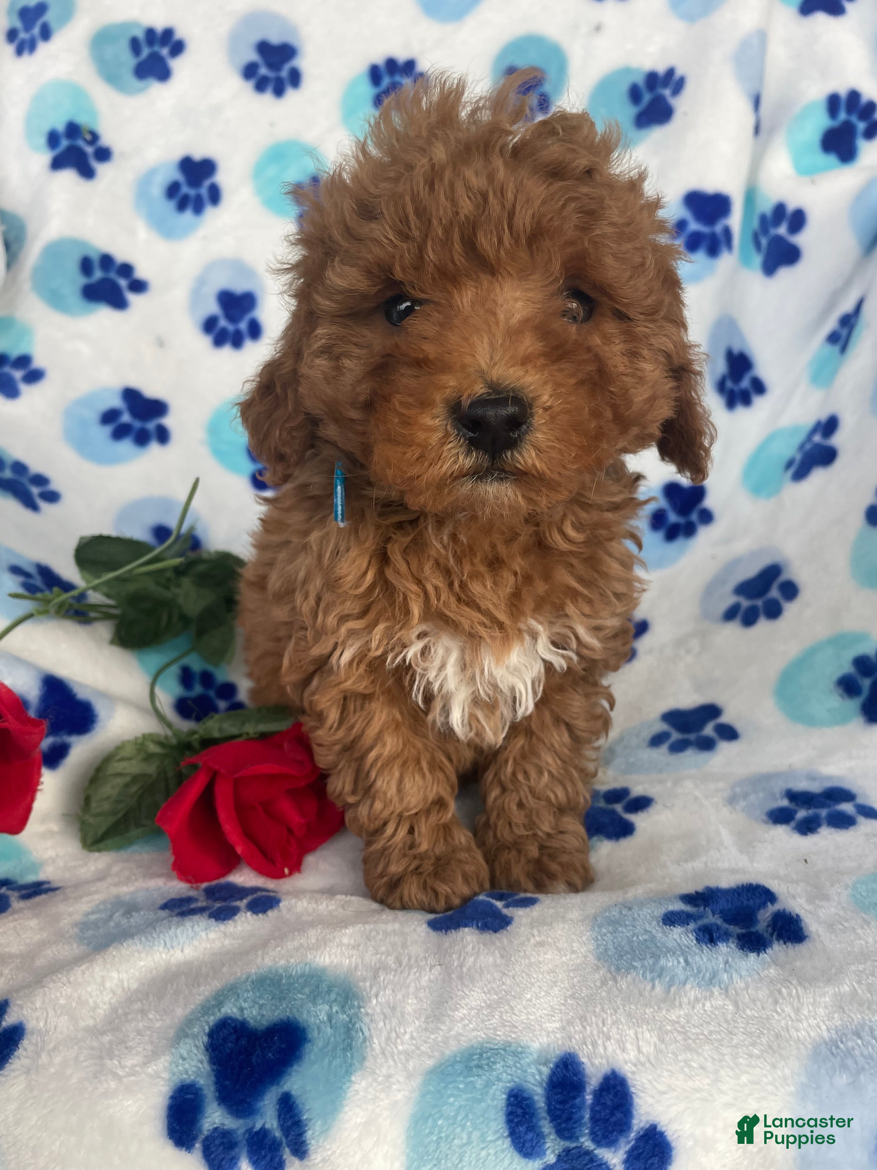 Toy Poodle dogs Pebbles - Ad 35