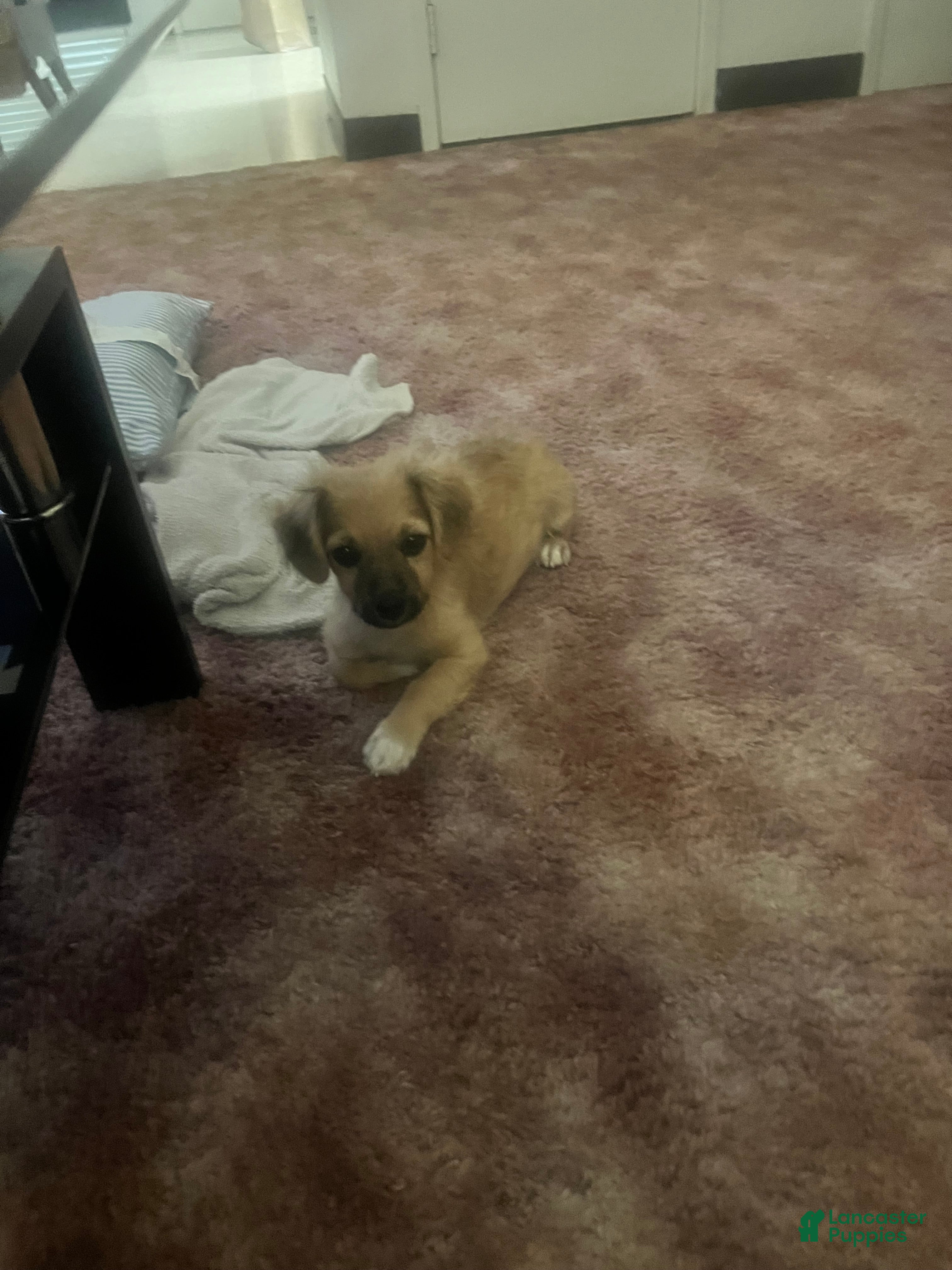 Mixed Breed dogs Mixed Breed 1 - Ad 38