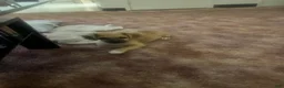 Mixed Breed dogs for sale: Mixed Breed 1 - Ad 1