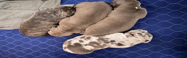 American Bully 3