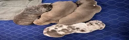 American Bully dogs for sale: American Bully 3 - Ad 1