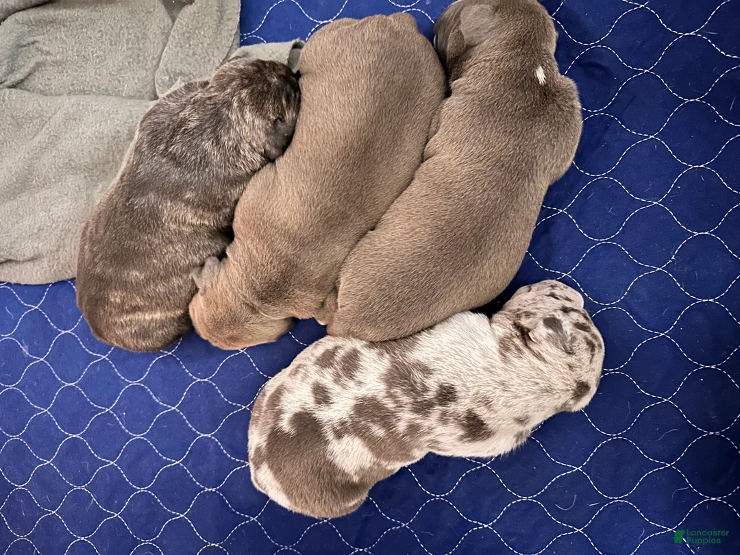 American Bully dogs for sale: American Bully 3 - Ad 1